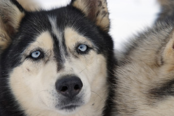 Close Up portrait of a Greenland Sledge Dog with blue icy eyes