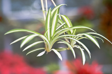 Flowers close up abstract backgrounds