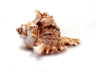 Sea shell