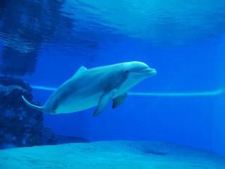 Dolphin swimming in clear blue water aquarium