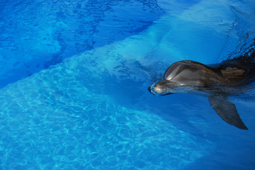 Dolphin swimming above water in pool