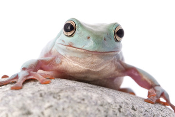frog macro - a tree frog ( litoria caerulea ) isolated on white