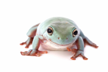 frog macro - a tree frog ( litoria caerulea ) isolated on white