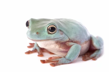 Papier Peint photo Grenouille frog macro - a tree frog ( litoria caerulea ) isolated on white