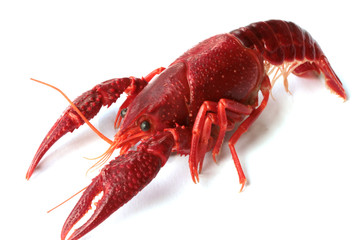 red crawfish on white background
