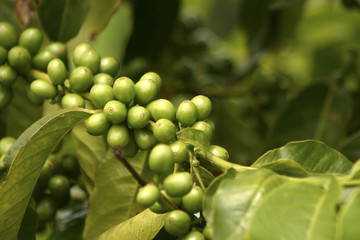 Green Coffe Beans, Guatemala