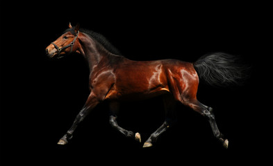 hanoverian stallion trots - isolated on black