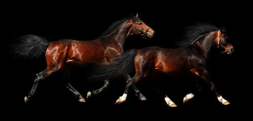 two stallions trot - isolated on black