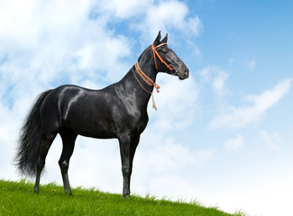 black akhal-teke stallion - realistic photomontage