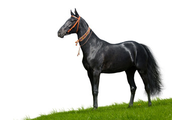 Obraz na płótnie Canvas black akhal-teke stallion - isolated on white