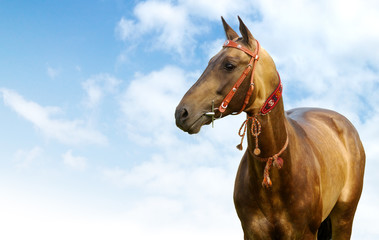 portrait of golden akhal-teke stallion