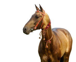 golden akhal-teke stallion