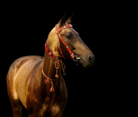 golden akhal-teke stallion - isolated on black
