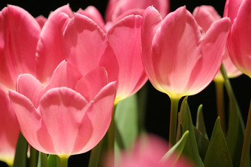 Fototapeta premium Pink dream