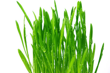 wheatgrass isolated on a white background