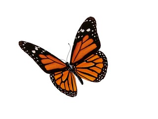 Monarch butterfly - obrazy, fototapety, plakaty