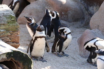 Zoologischer Garten Stuttgart / Wilhelma