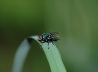 One green fly sits on a stalk of a grass a close up