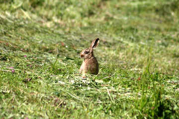 Junger Feldhase im Gras sitzend wie ein Osterhase