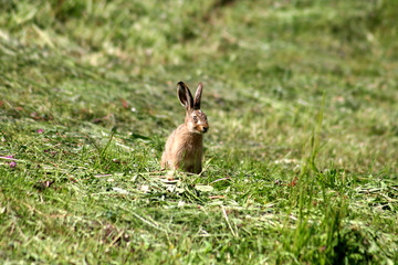 Junger Feldhase im Gras sitzend wie ein Osterhase