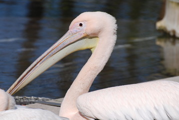 Zoologischer Garten Stuttgart / Wilhelma