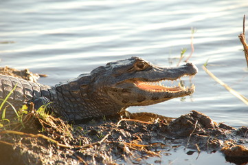 Krokodil in Sumpflandschaft