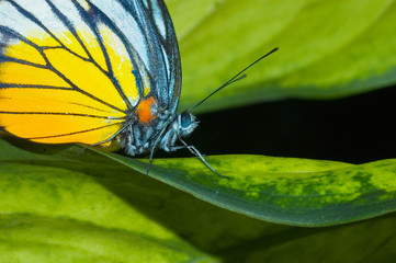 buttefly with green background