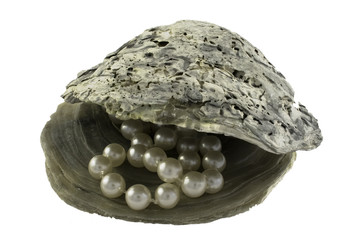 Pearls in oyster shell