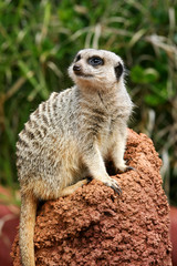 Meerkats