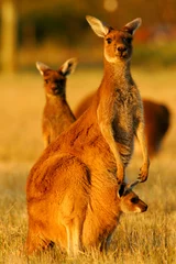 Fotobehang Oranje Westerse grijze kangoeroe