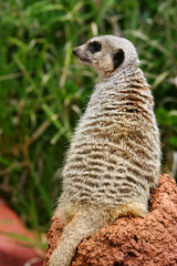 Meerkats