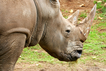 White Rhinoceros