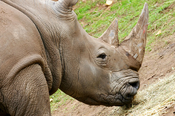 Fototapeta premium White Rhinoceros
