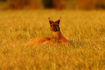Western Grey Kangaroo