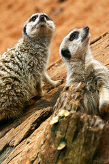 Meerkats