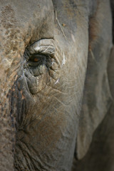 Obraz premium Asian Elephants