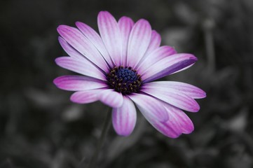 margherita africana