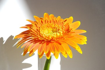 gerbera