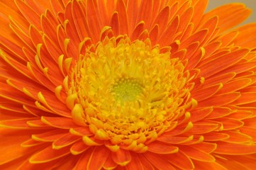 cuore della gerbera