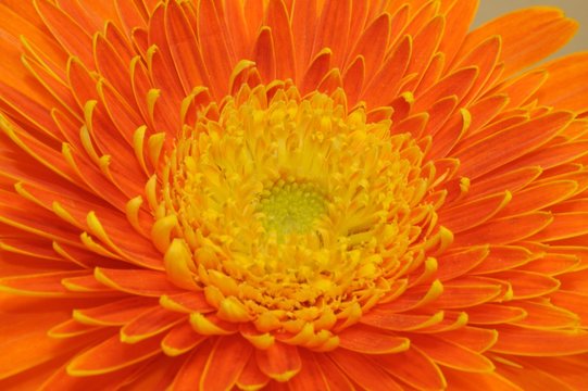 cuore della gerbera