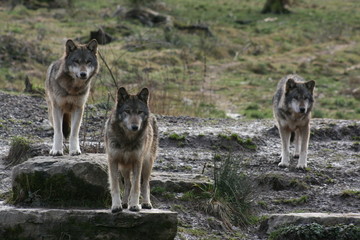 Fototapeta premium Loup gris