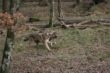 Loup gris
