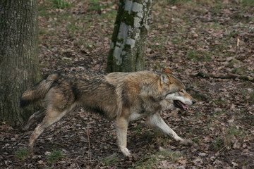 Loup gris
