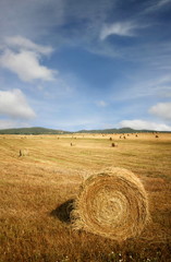 Fototapeta premium Wheat bales