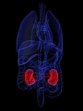 3d anatomie mit rot leuchtenden nieren