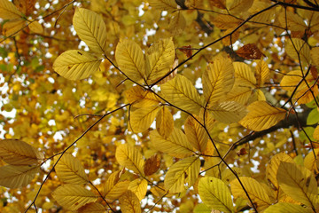 Charme,St gobain,Aisne,Picardie