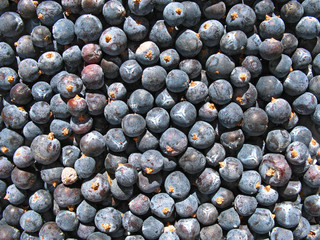 close up shot of juniper berries
