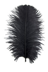 One Black Feather