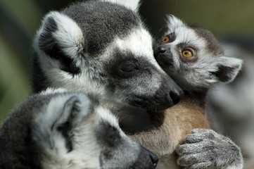 baby ring-tailed lemur