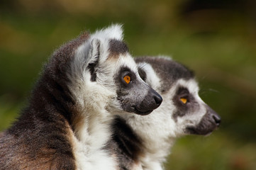 ring-tailed lemur © Eric Gevaert